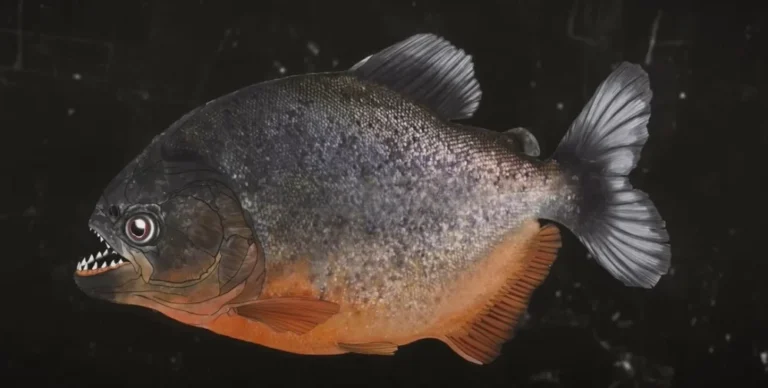 Piranha - Kép forrása: Youtube