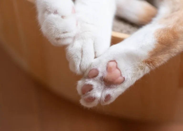 Illusztráció / Fotó: Shutterstock