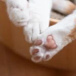 Illusztráció / Fotó: Shutterstock