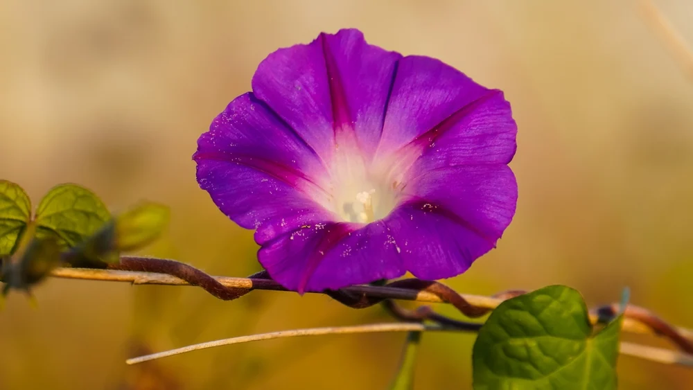 Kék hajnalka / Fotó: Shutterstock