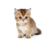Fotó: Shutterstock