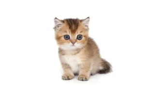Fotó: Shutterstock