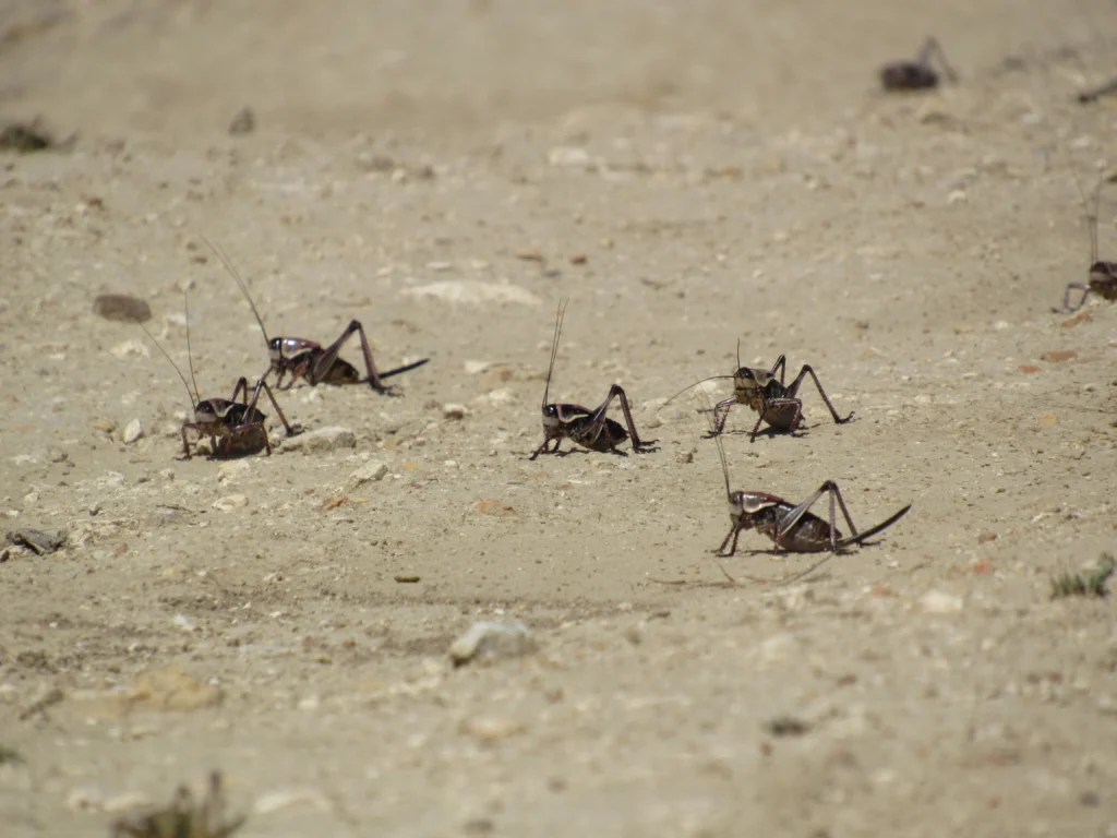 Bibliai pestis: támadnak a kannibál tücskök