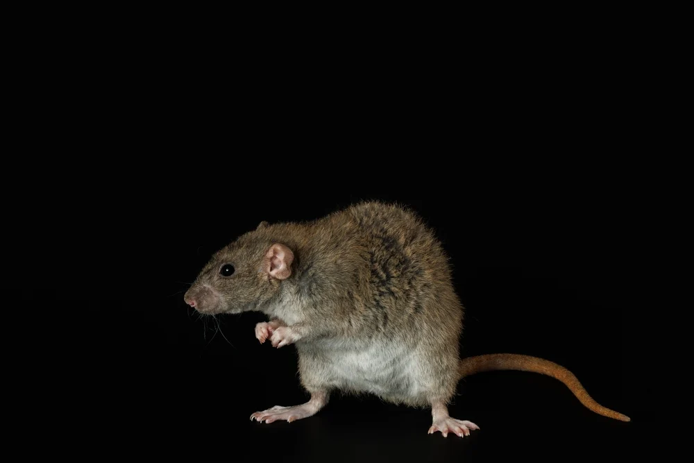 Illusztráció / Fotó: Shutterstock