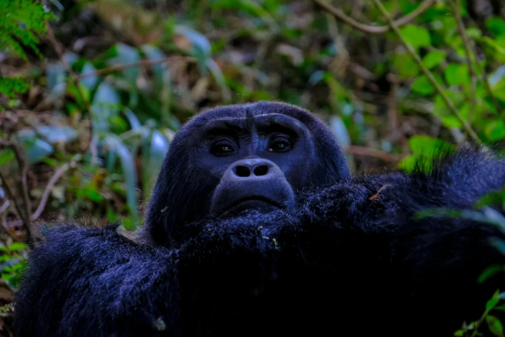 Megsebesített egy látogatót a felbőszült gorilla - VIDEÓ