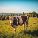 Illusztráció / Kép: Pexels