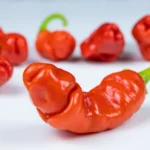 csili chilli paprika (fotó: shutterstock)