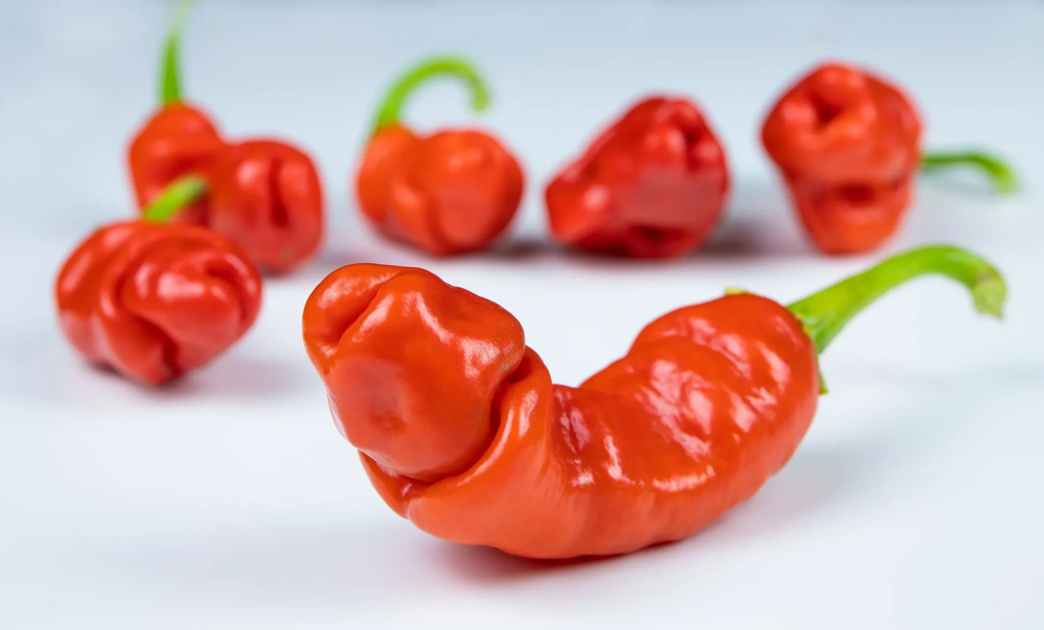 Csili chilli paprika (Fotó: shutterstock)