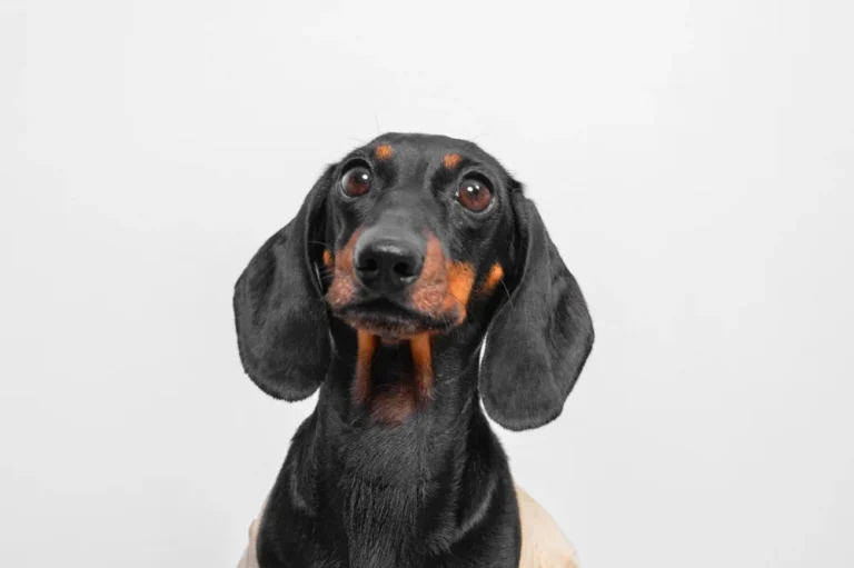 Illusztráció / Fotó: Shutterstock