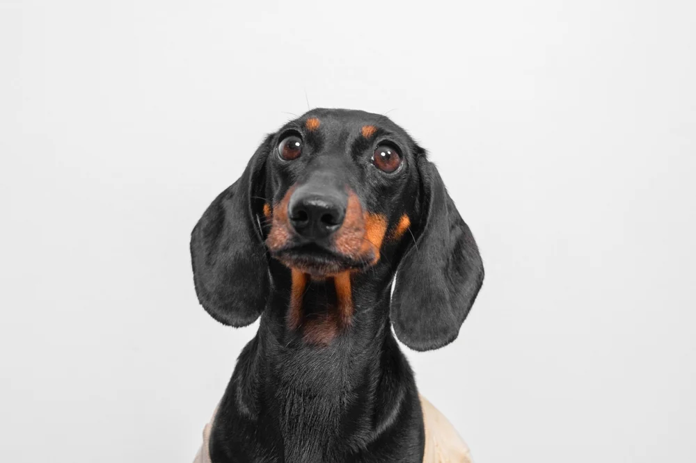 Illusztráció / Fotó: Shutterstock