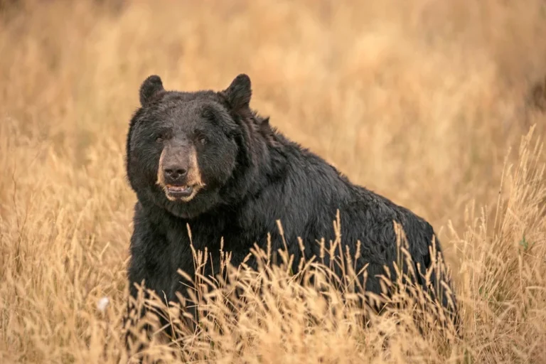 Illusztráció / Fotó: Shutterstock