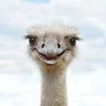 Illusztráció / Fotó: Shutterstock