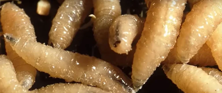 Fotó: YouTube képernyőkép (NewsNation)