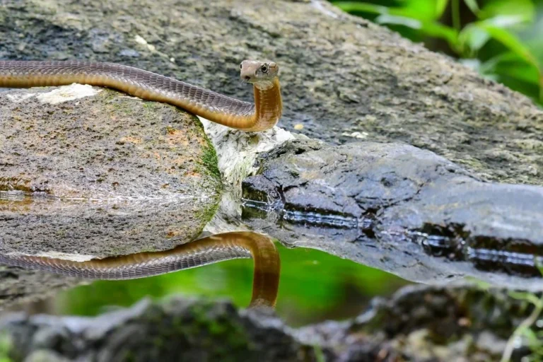 Kobra / Fotó: Shutterstock