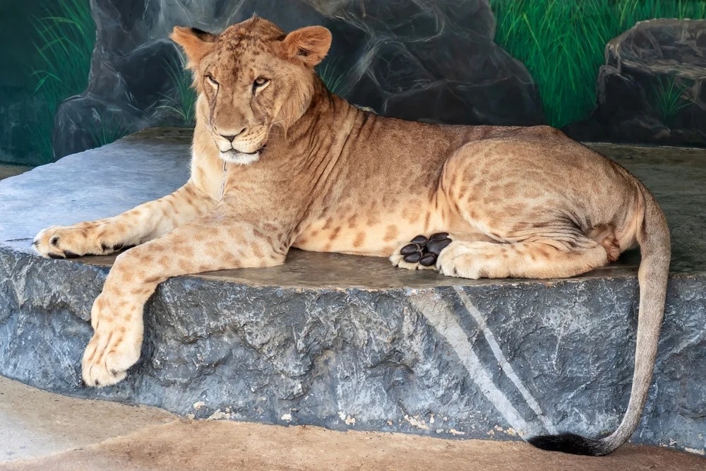 Oroszlán és tigris hibridje: liger született az állatkertben