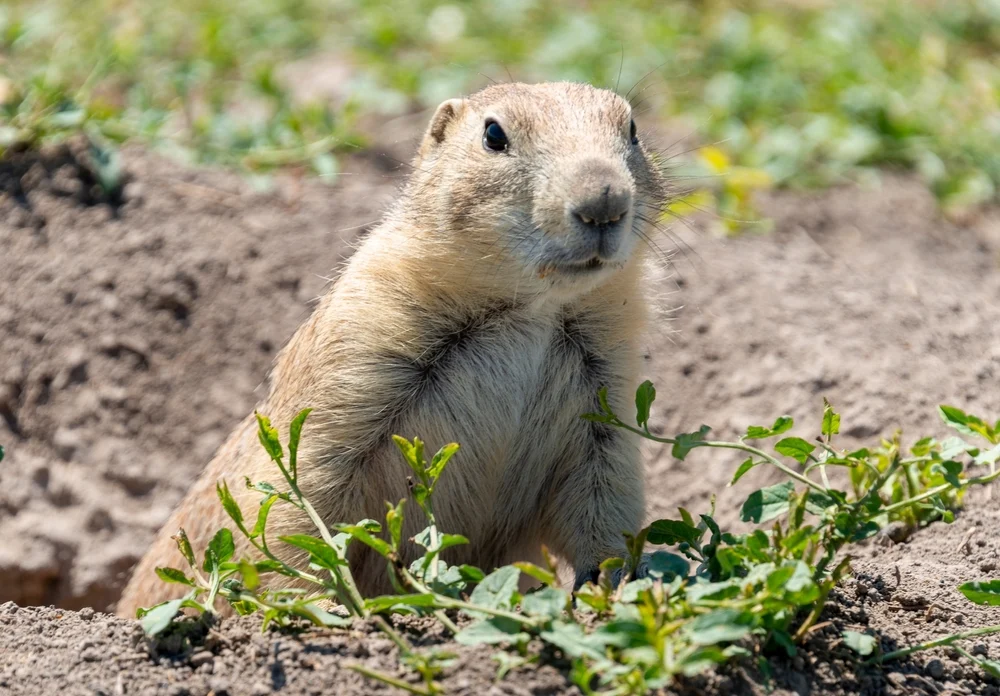 Illusztráció / Fotó: Shutterstock