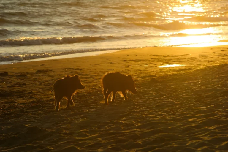 Illusztráció / Fotó: Shutterstock