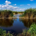 Fertő-tó / Fotó: Shutterstock