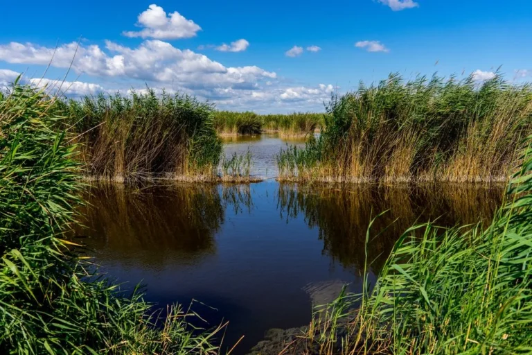 Fertő-tó / Fotó: Shutterstock