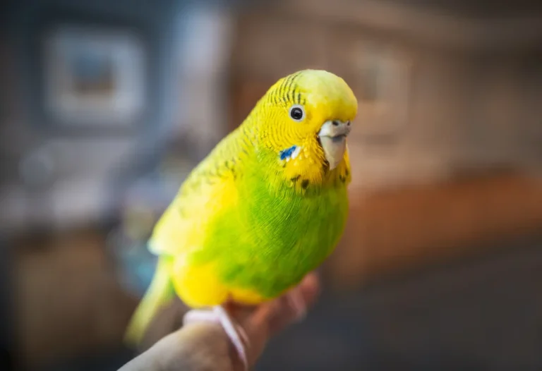 Illusztráció / Fotó: Shutterstock