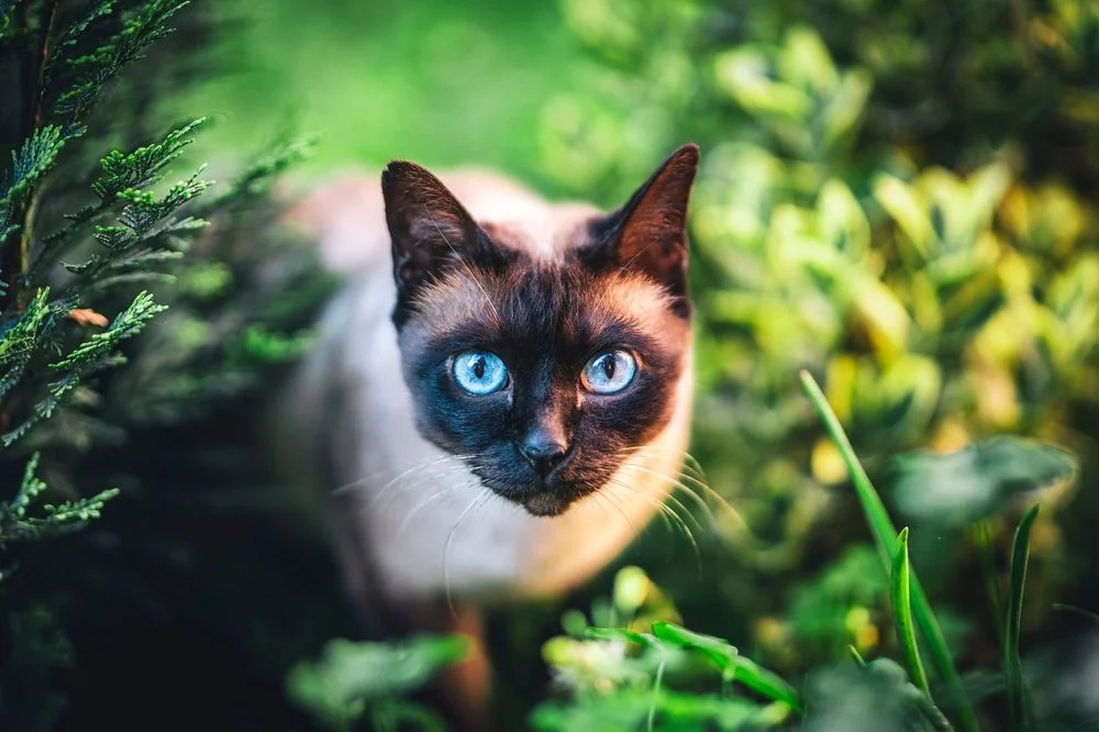 Sziámi macska / Fotó: Shutterstock