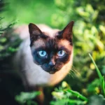 Sziámi macska / Fotó: Shutterstock