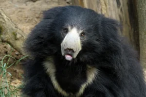 Ajkamedve / Fotó: Shutterstock