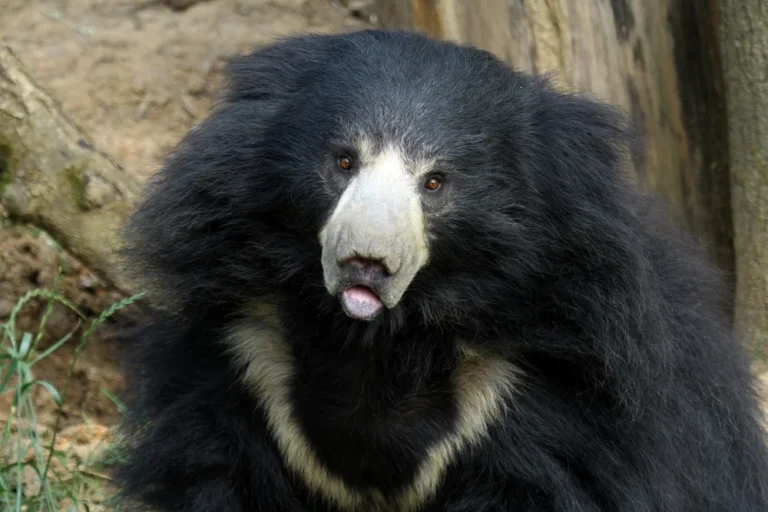 Ajkamedve / Fotó: Shutterstock