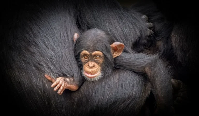 Illusztráció / Fotó: Shutterstock