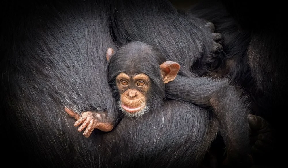 Illusztráció / Fotó: Shutterstock