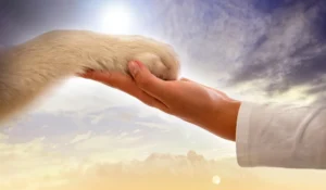 Illusztráció / Fotó: Shutterstock
