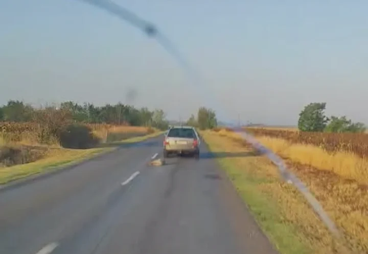 Videón, ahogy autó után kötött kutyával száguldozik a kegyetlen a sofőr
