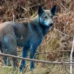 Fotó: Képernyőkép - Instagram @cleanfuturesfund