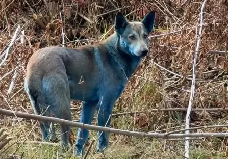Fotó: Képernyőkép - Instagram @cleanfuturesfund