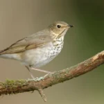Swainson-drossel / Fotó: Shutterstock