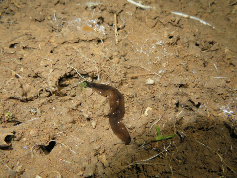 Obama nungara / Fotó: Shutterstock