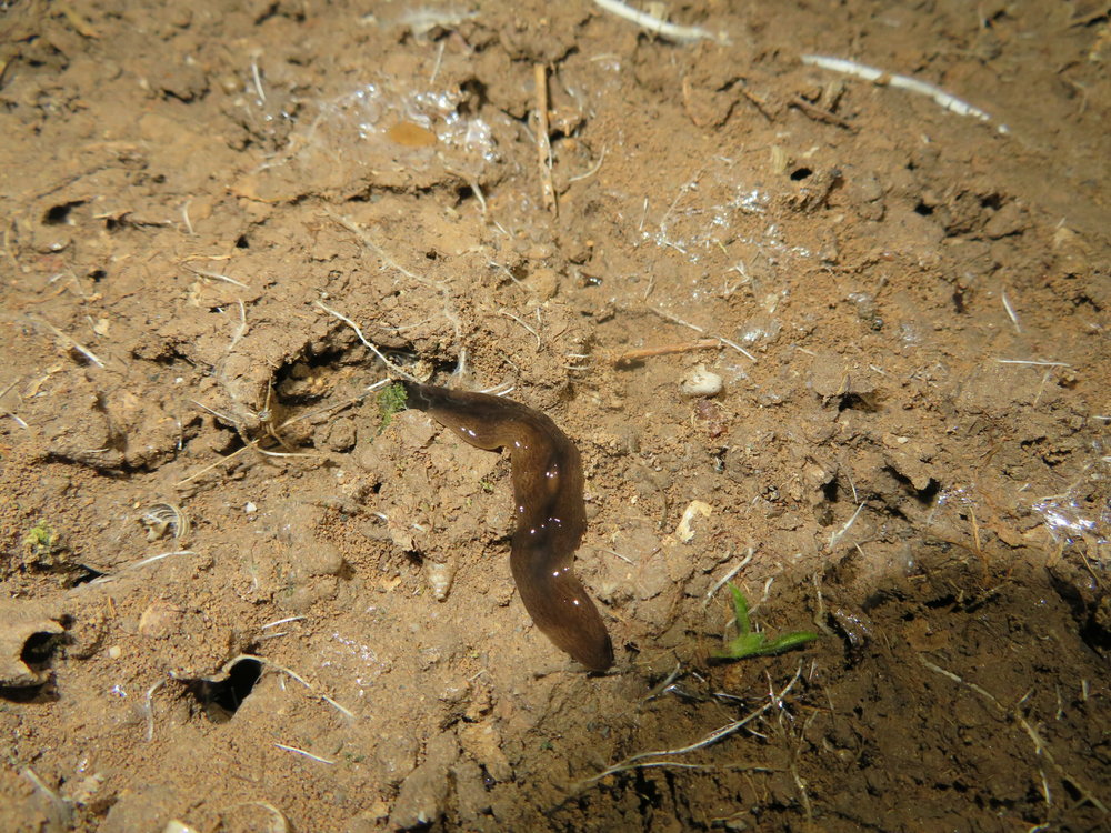 Obama nungara / Fotó: Shutterstock