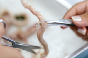 Illusztráció / Fotó: Shutterstock