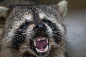 Illusztráció / Fotó: Shutterstock