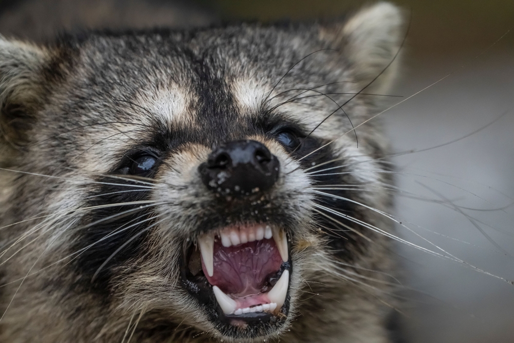 Illusztráció / Fotó: Shutterstock