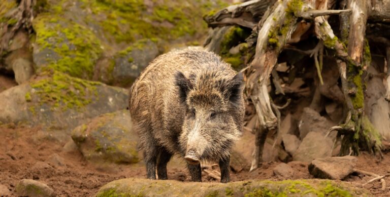 Illusztráció / Fotó: Shutterstock