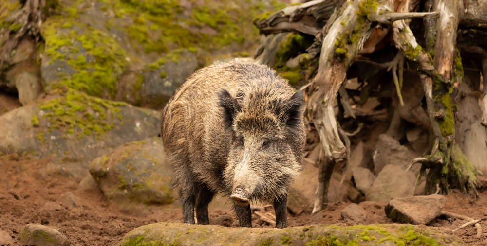 Illusztráció / Fotó: Shutterstock
