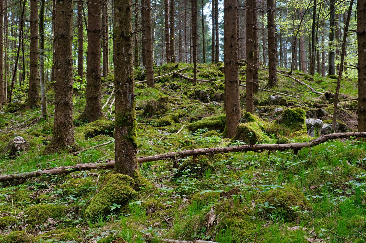 Illusztráció / Fotó: Pixabay
