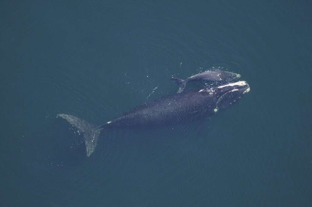 Simabálna / fotó: wikimedia -közkincs -NOAA Fotókönyvtár
