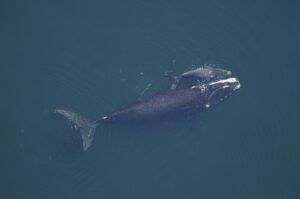 Simabálna / fotó: wikimedia -közkincs -NOAA Fotókönyvtár