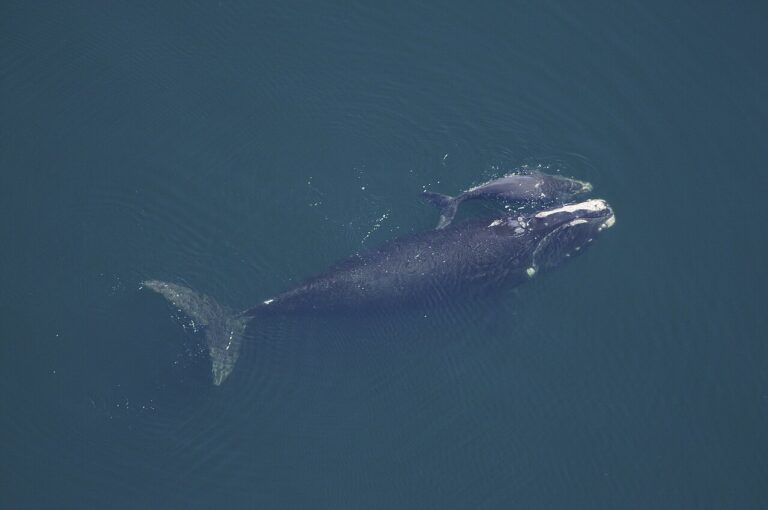 Simabálna / fotó: wikimedia -közkincs -NOAA Fotókönyvtár