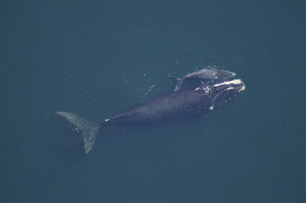 Simabálna / fotó: wikimedia -közkincs -NOAA Fotókönyvtár