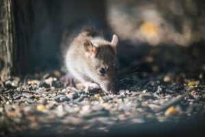 Illusztráció/Fotó: Pexels