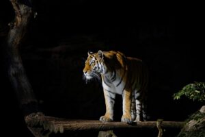 Tigris / Fotó: Pixabay
