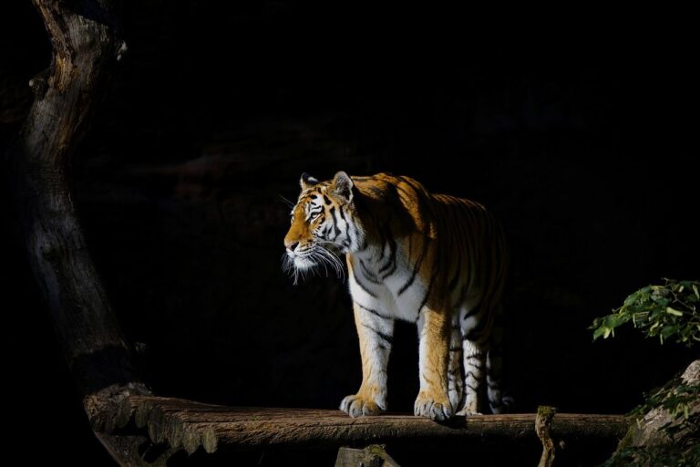 Tigris / Fotó: Pixabay